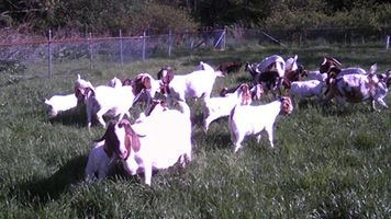 field boer goats